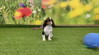 King Charles Spaniel male Puppy for sale 000746422